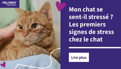 Un chat roux assis sur les genoux de son maître.