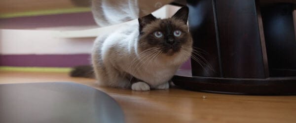 Déchiffrer Le Langage Des Chats