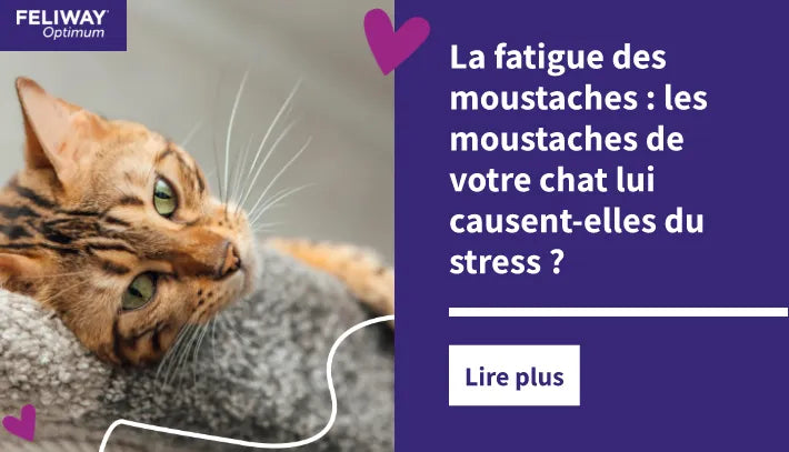 Un jeune chat Bengal aux longues moustaches, allongé sur un arbre à chat gris et confortable.