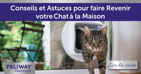 Conseils pour faire revenir votre chat à la maison