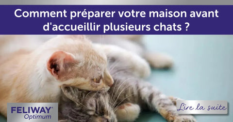 Comment préparer votre maison avant d'accueillir plusieurs chats