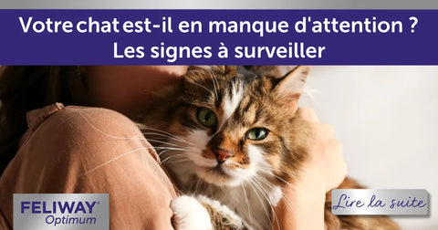 Votre chat est-il en manque d'attention ? Quelques signes à surveiller