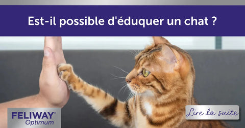 Est-il possible d’éduquer un chat comme on éduque un chien ? L’éducation des chats expliquée !