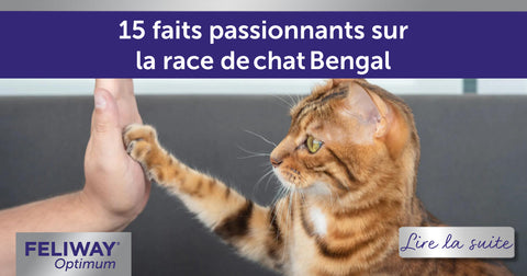 15 faits passionnants sur la race de chat Bengal