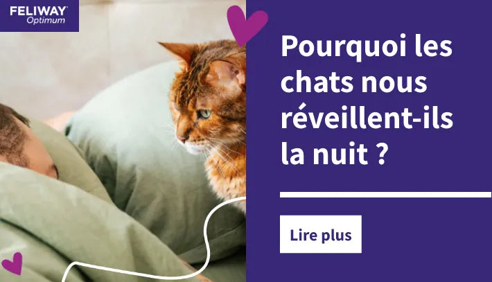 chat regardant son maître endormi dans un lit. 