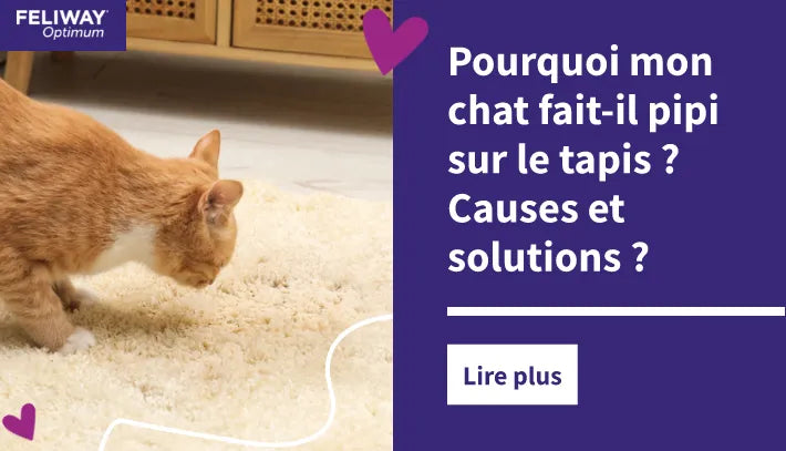 Un chat orange renifle une tache humide sur un tapis de couleur crème.