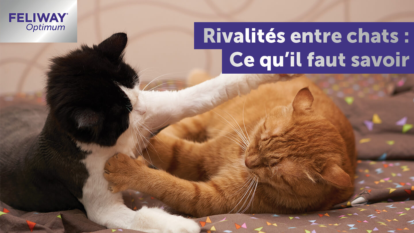 rivalites-entre-chats