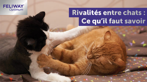 rivalites-entre-chats