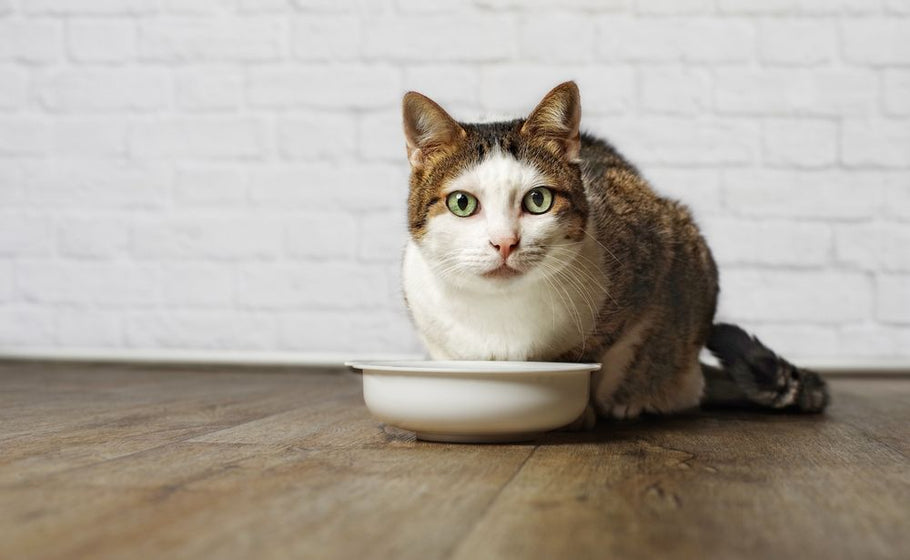 Chat Stérilisé ou Castré : Empêcher Un Chat De Faire Pipi Partout
