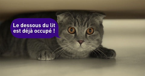 conseils-pour-que-votre-nouveau-chat-ne-se-cache-plus