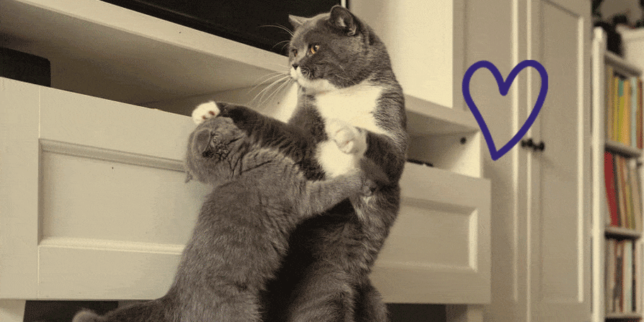Pourquoi Votre Chat Est Agressif Avec Votre Chaton ?