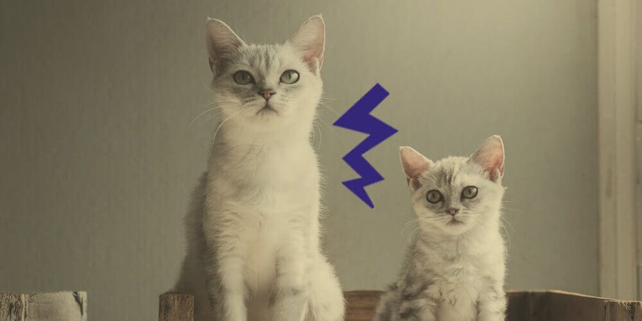 Comment Faire Cohabiter Deux Chats Qui Ne Se Connaissent Pas ?