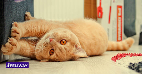 pourquoi-les-chats-font-leurs-griffes