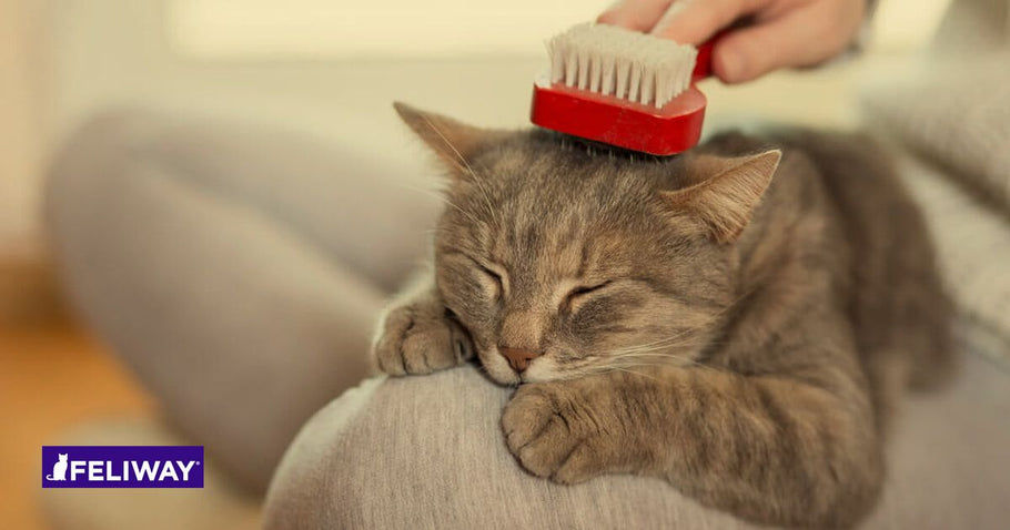 Mon chat perd ses poils. Est-ce normal ?