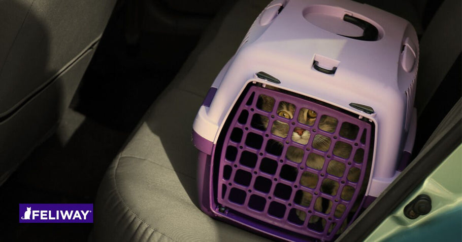 Conseils Pour Voyager Avec Un Chat