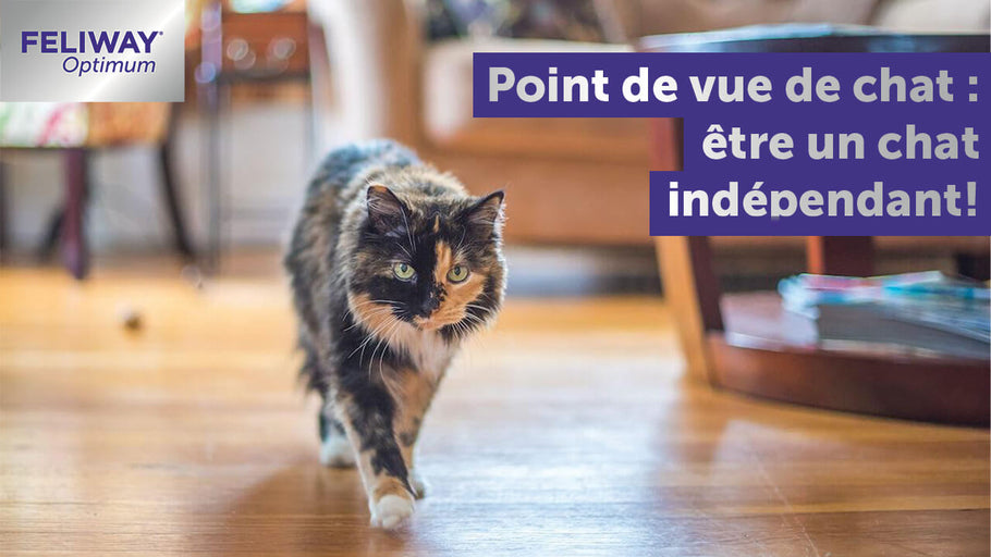 Point de vue de matou : être un chat indépendant !