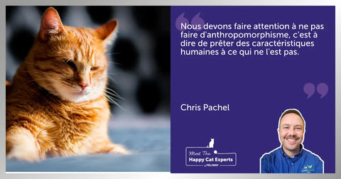 Comment aider votre chat à vivre un deuil : un expert vous explique