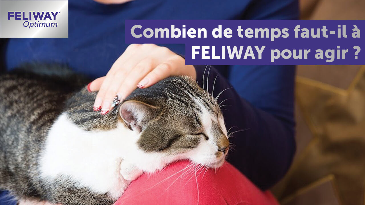 De combien de place un chat a-t-il besoin ? - FELIWAY France