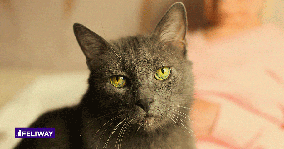 Vivre Avec Un Vieux Chat - Comment L'Accompagner