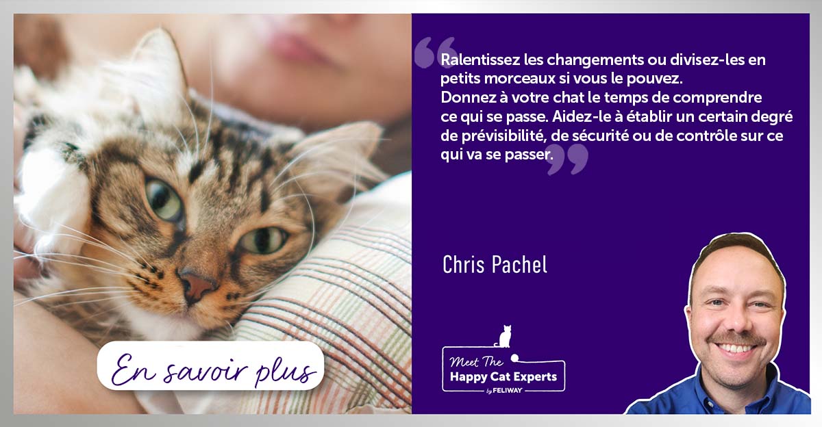 transitions-difficiles-pour-chats