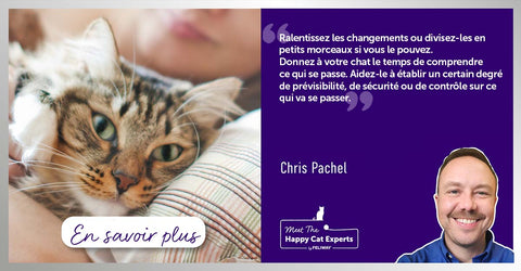 transitions-difficiles-pour-chats
