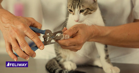 faut-il-couper-les-griffes-de-chat