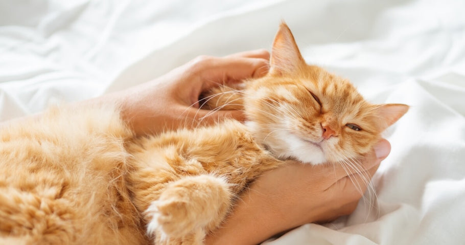 Fans de chats roux ! 12 raisons de les aimer