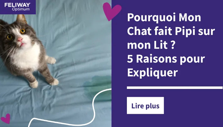 Pourquoi Mon Chat fait Pipi sur mon Lit ? 5 Raisons pour Expliquer