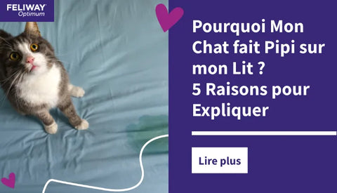 Pourquoi Mon Chat fait Pipi sur mon Lit ? 5 Raisons pour Expliquer