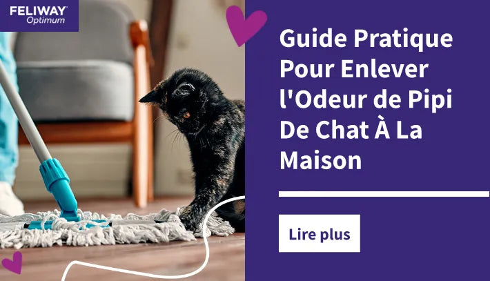 Guide Pratique Pour Enlever Odeur Pipi De Chat À La Maison