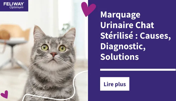 Marquage Urinaire Chat Stérilisé : Causes, Diagnostic, Solutions