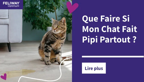 Que Faire Si Mon Chat Fait Pipi Partout ?