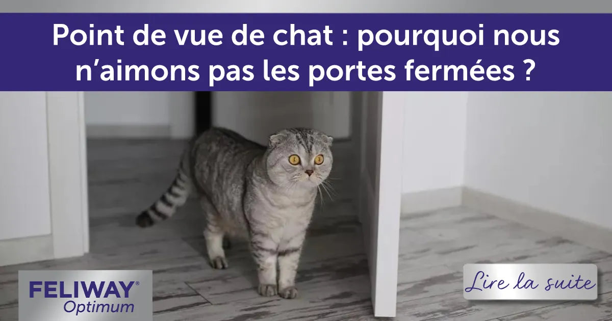 Point de vue de chat : pourquoi nous n’aimons pas les portes fermées ?