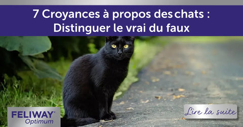7 Croyances à propos des chats : Distinguer le vrai du faux