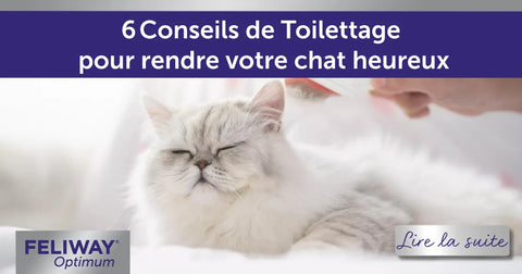 6 Conseils de toilettage pour rendre votre félin heureux