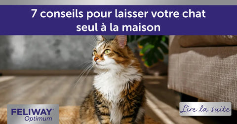 7 conseils pour laisser votre chat seul à la maison