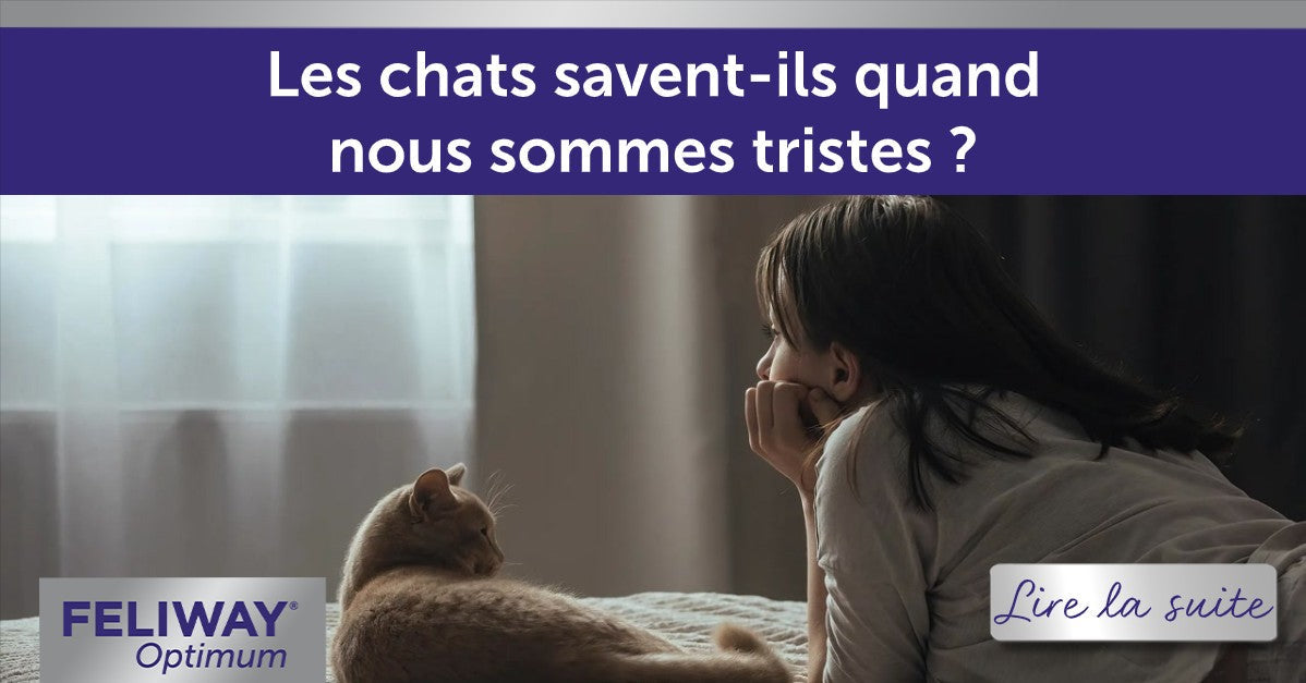 Les chats savent-ils quand leurs propriétaires sont tristes ?