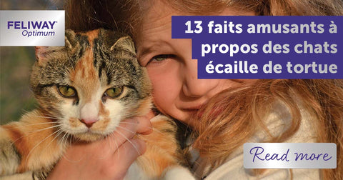 13-faits-chats-ecaille-de-tortue