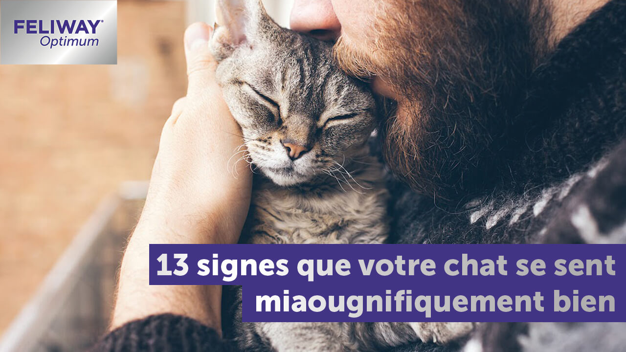 14 signes qui montrent que votre chat est en bonne santé !