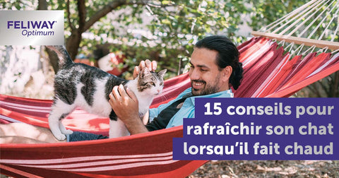 15-conseils-pour-rafraichir-son-chat-lors-des-fortes-chaleurs