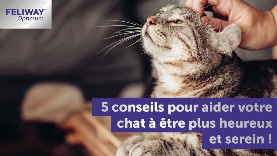 5 conseils pour aider votre chat à être plus heureux et serein !