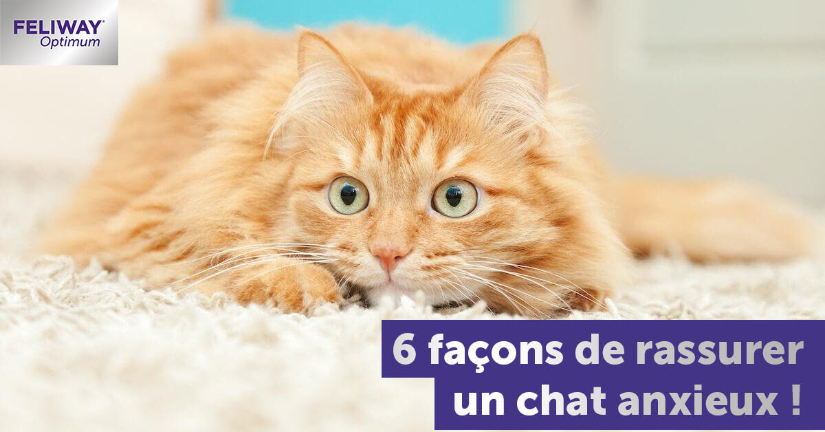 Pourquoi utiliser des diffuseurs de phéromones pour les chats ? - FELIWAY  France