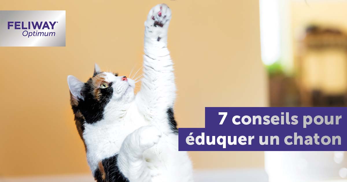 7-conseils-pour-eduquer-un-chaton-pour-une-relation-toute-en-douceur