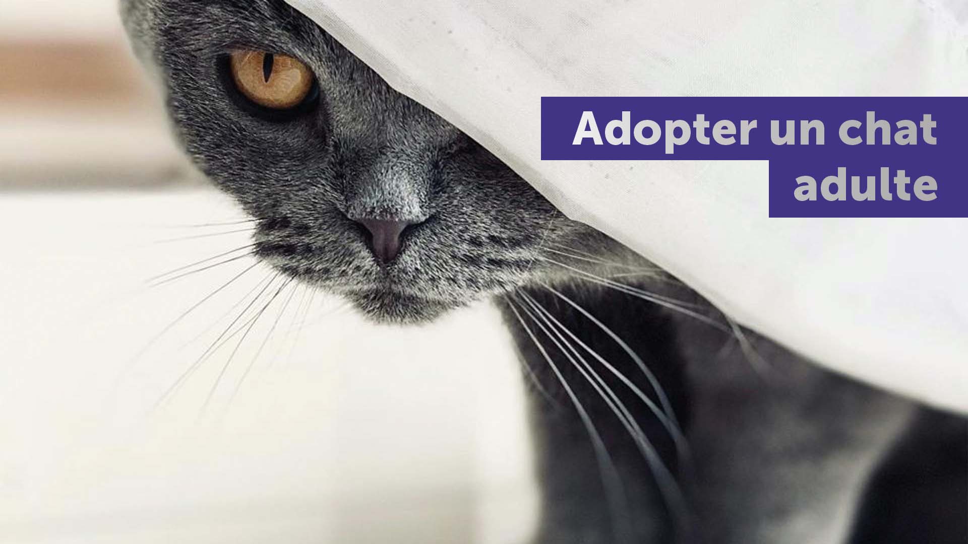 Adoption chien, Adoption chat et adoption tous animaux de compagnie avec  Seconde Chance