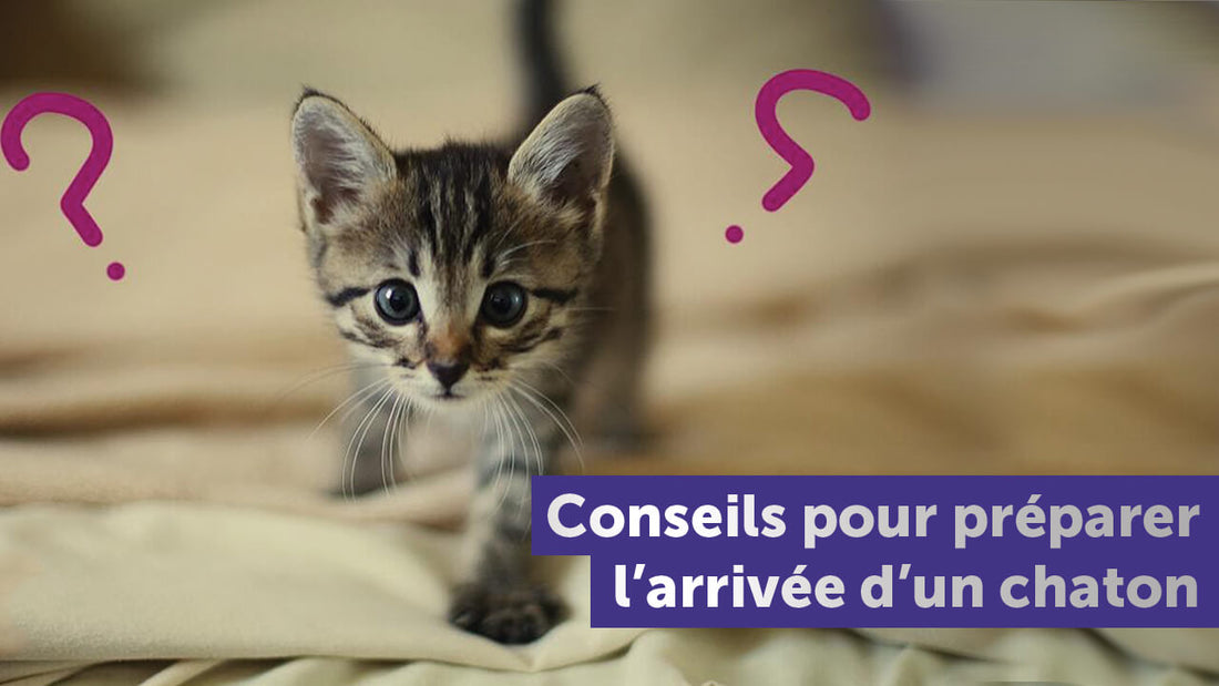 preparer-arrivee-chaton