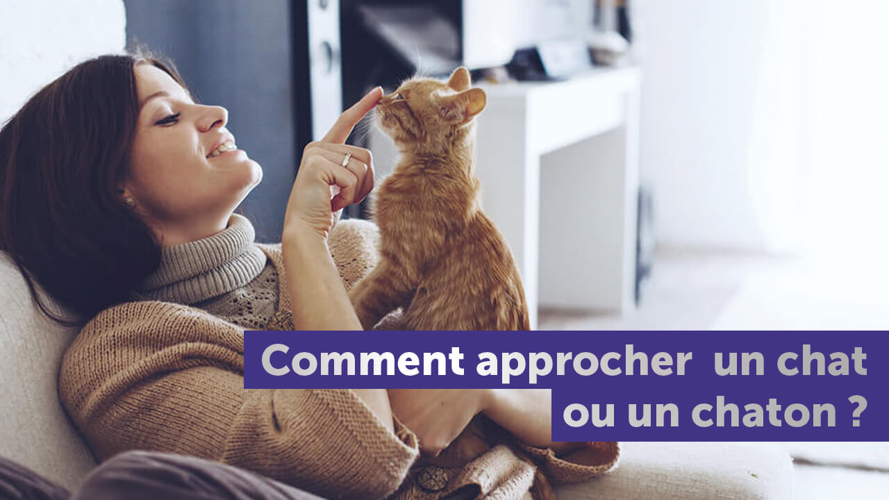 comment-approcher-un-chat