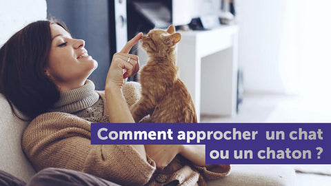 comment-approcher-un-chat