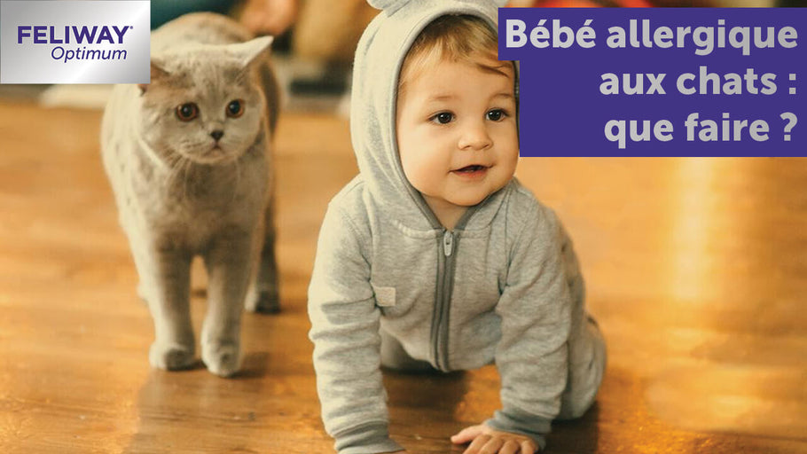 Allergie au chat : que faire si bébé est allergique ?