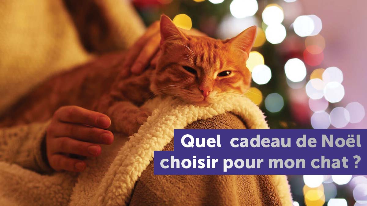quel-cadeau-de-noel-pour-mon-chat