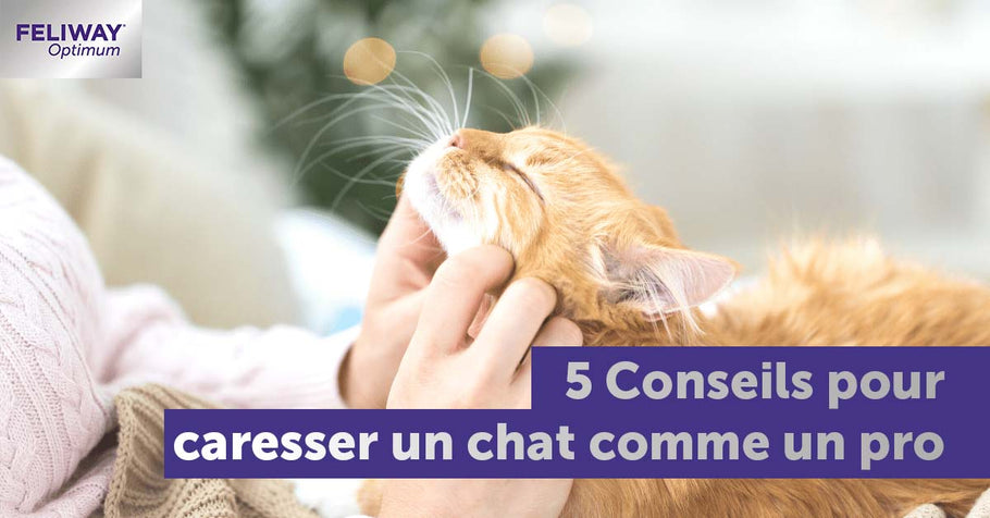5 conseils pour caresser votre chat comme un pro ! 